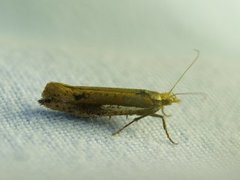 White-shouldered Smudge (Ypsolopha parenthesella)