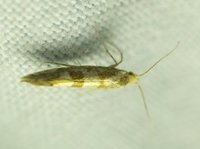 Argyresthia