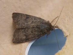 Northern Rustic (Standfussiana lucernea)