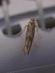 Argyresthia