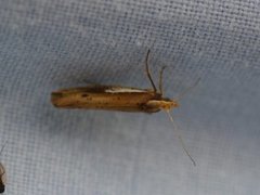 White-shouldered Smudge (Ypsolopha parenthesella)