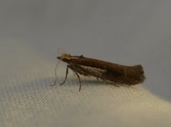White-shouldered Smudge (Ypsolopha parenthesella)