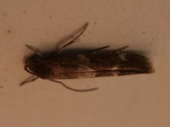 Gressmøll (Elachistidae)