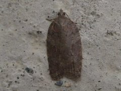 Lønnebladflatvikler (Acleris sparsana)