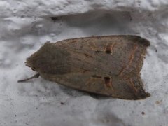 Red-line Quaker (Agrochola lota)