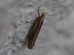 White-shouldered Smudge (Ypsolopha parenthesella)