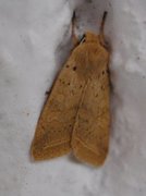 Yellow-line Quaker (Agrochola macilenta)
