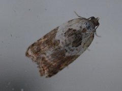 Marmorflatvikler (Acleris variegana)