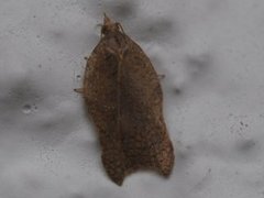 Grå-/konkavflatvikler (Acleris effractana/emargana)