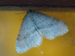 Northern Winter Moth (Operophtera fagata)