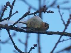 Fuglekonge (Regulus regulus)