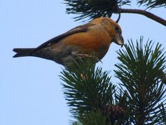 Parrot Crossbill (Loxia pytyopsittacus)