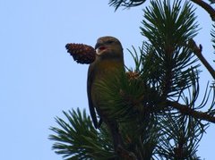 Parrot Crossbill (Loxia pytyopsittacus)