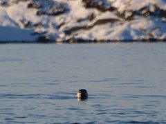 Harbour seal (Phoca vitulina)