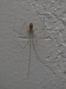 Daddy long-legs spiders (Pholcidae)