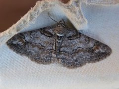 Ringed Carpet (Cleora cinctaria)