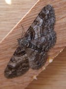 Ringed Carpet (Cleora cinctaria)