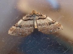 Shoulder-stripe (Anticlea badiata)