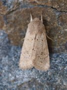 Lite seljefly (Orthosia cruda)