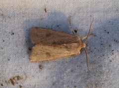 Small Quaker (Orthosia cruda)
