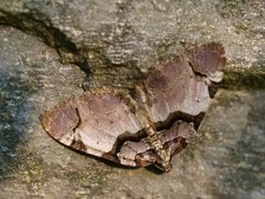 The Streamer (Anticlea derivata)