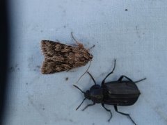 Early Grey (Xylocampa areola)