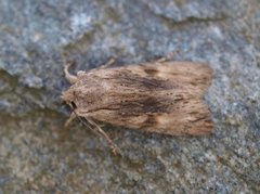 Brunt kappefly (Lithophane socia)