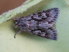 Early Grey (Xylocampa areola)