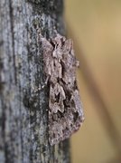 Early Grey (Xylocampa areola)