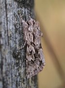 Vivendelfly (Xylocampa areola)