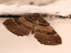 Shoulder-stripe (Anticlea badiata)