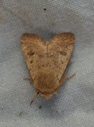 Small Quaker (Orthosia cruda)