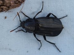 Åtselbiller (Silphidae)