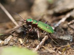 Green tiger beetle (Cicindela campestris)