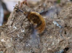 Stor humleflue (Bombylius major)