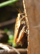 Torngresshopper (Tetragoidea)