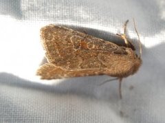 Lead-coloured Drab (Orthosia populeti)