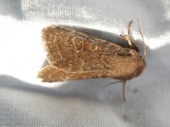 Plettseljefly (Orthosia populeti)