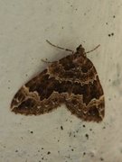 Water Carpet (Lampropteryx suffumata)