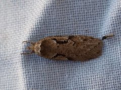 Dawn Flat-body (Semioscopis steinkellneriana)