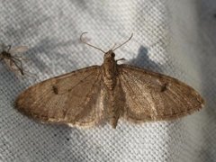 Furudvergmåler (Eupithecia indigata)