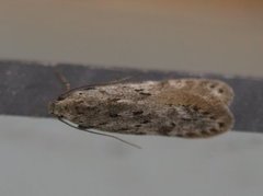 Black-speckled Groundling (Carpatolechia proximella)