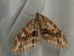 Barred Tooth-striped (Trichopteryx polycommata)