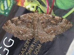 Scarce Tissue (Rheumaptera cervinalis)