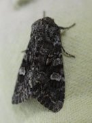 Glaucous Shears (Papestra biren)