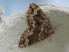 Water Carpet (Lampropteryx suffumata)
