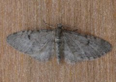 Furudvergmåler (Eupithecia indigata)