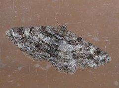 Ringed Carpet (Cleora cinctaria)