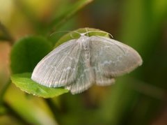 Blåbærbladmåler (Jodis putata)