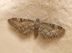 Vinkeldvergmåler (Eupithecia vulgata)